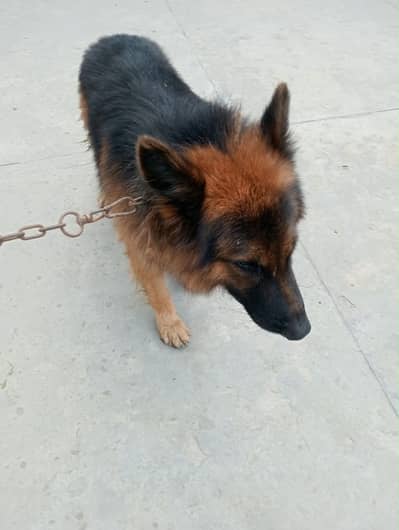 Male German Shepherd – Healthy & Active