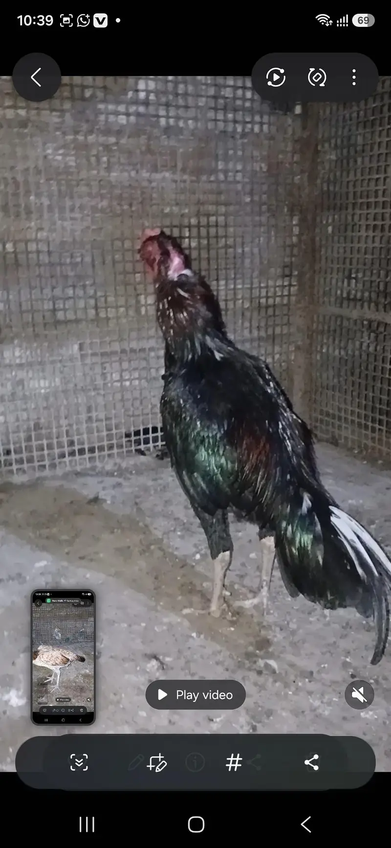 Aseel — photo 3