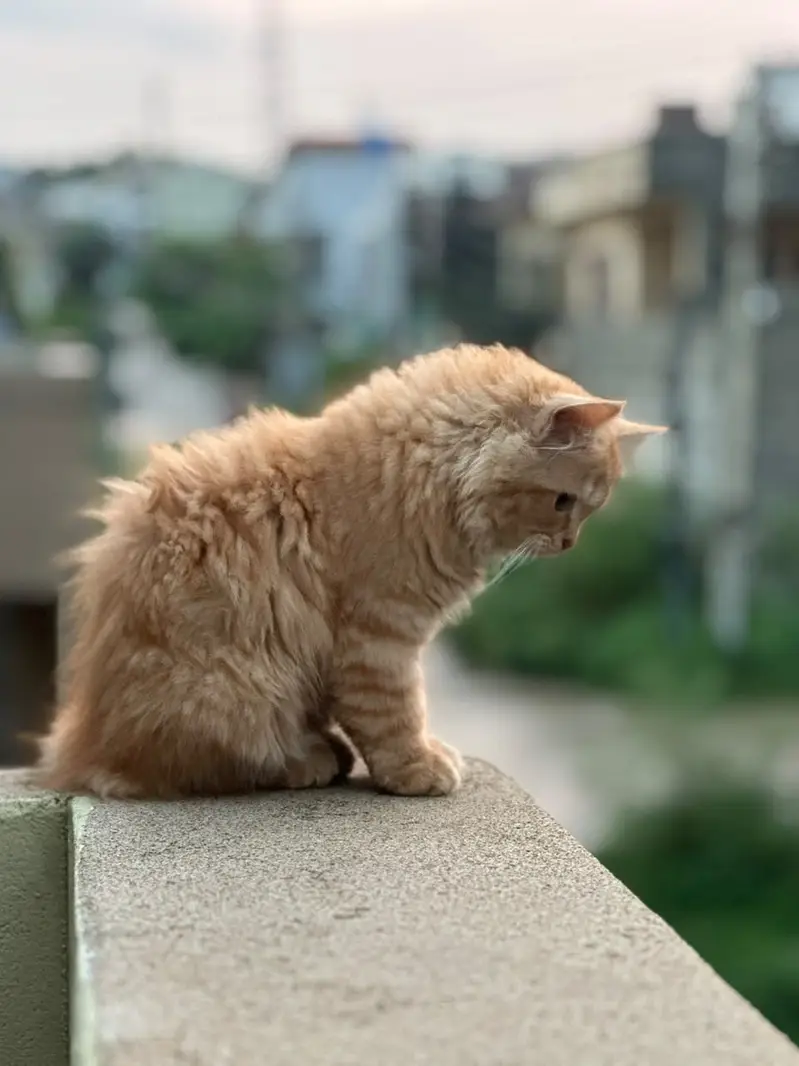 Persian Kittens – Golden/Orange Long Hair | 2 & 4 Months — photo 2