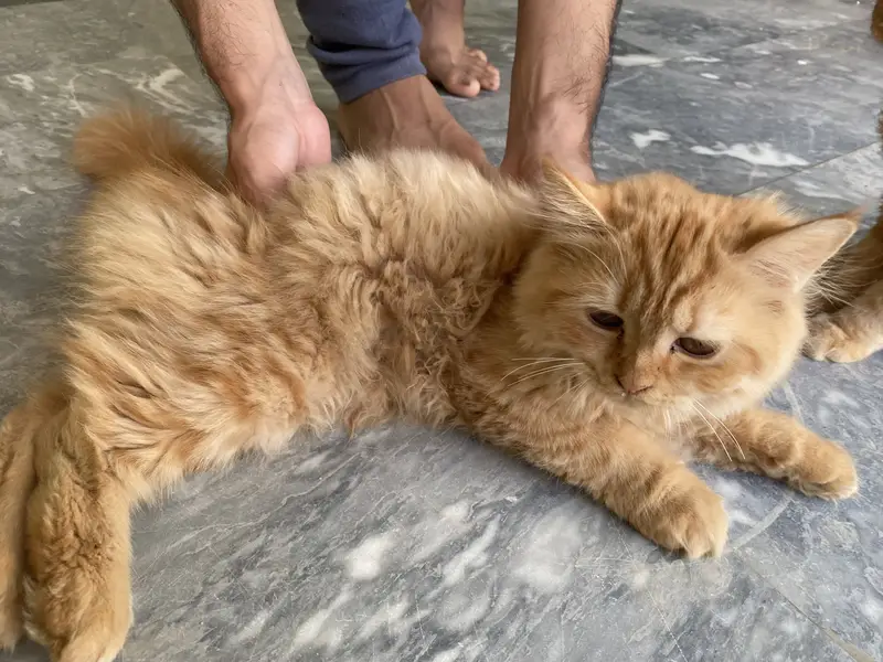 Persian Kittens – Golden/Orange Long Hair | 2 & 4 Months — photo 3