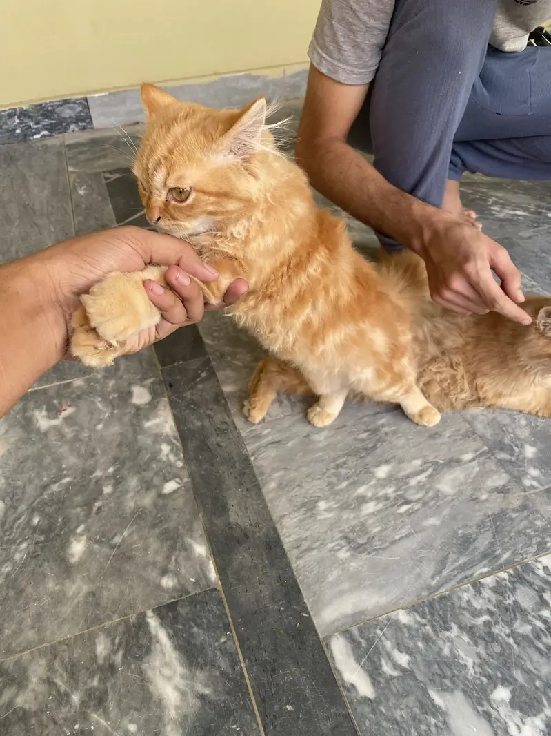 Persian Kittens – Golden/Orange Long Hair | 2 & 4 Months — photo 4