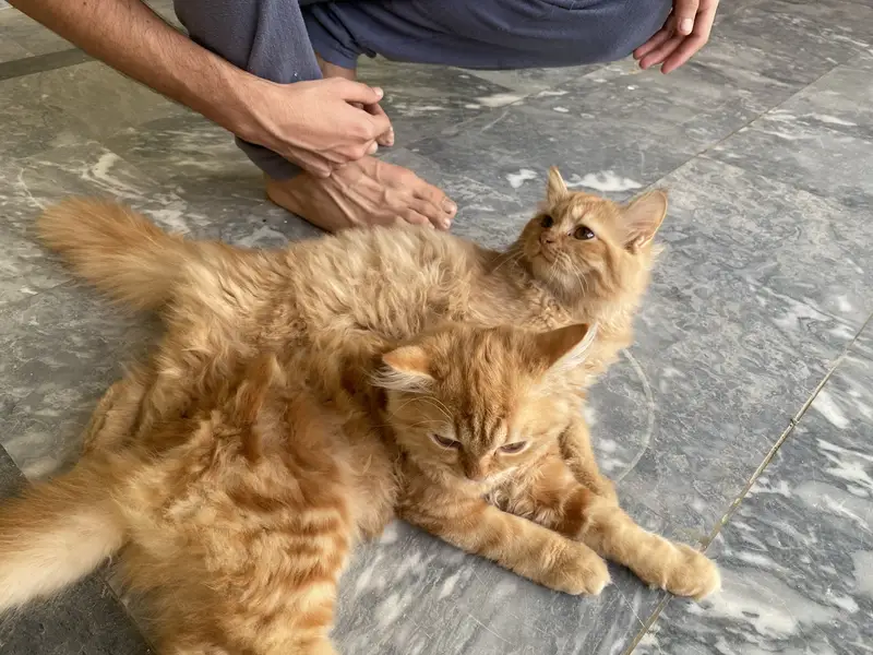 Persian Kittens – Golden/Orange Long Hair | 2 & 4 Months — photo 5