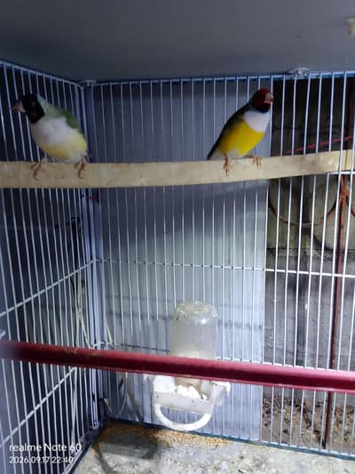 gouldian finch peir