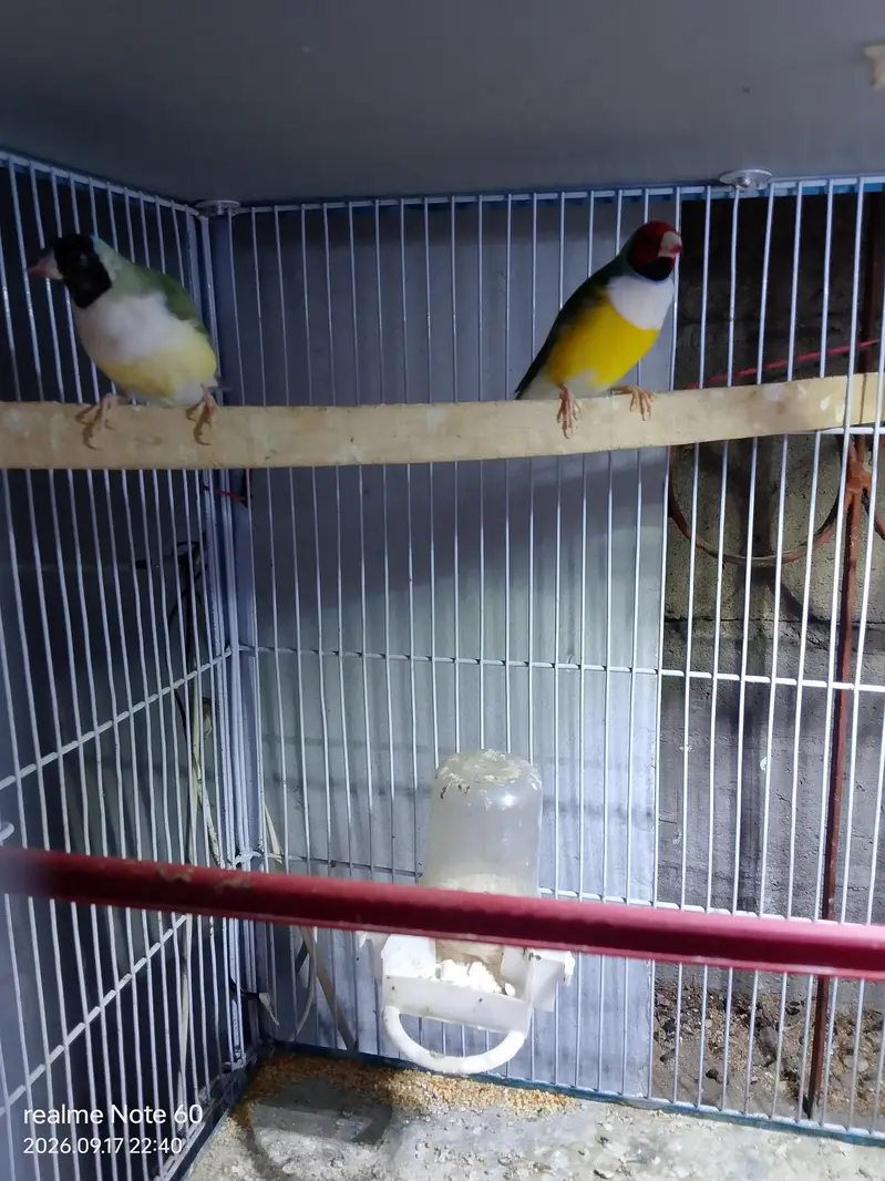 gouldian finch peir