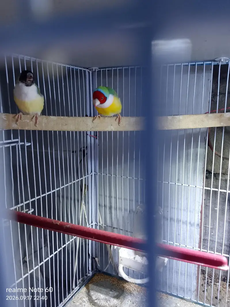 gouldian finch peir — photo 2