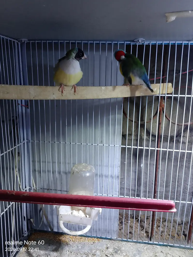 gouldian finch peir — photo 3