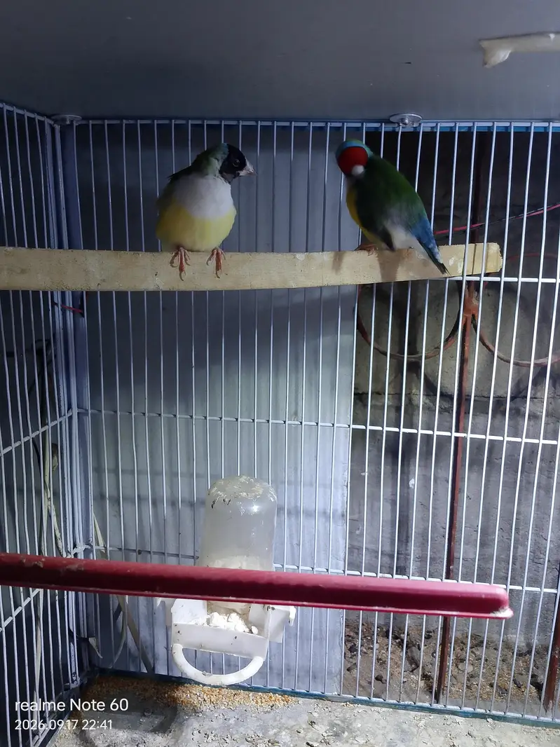 gouldian finch peir — photo 4