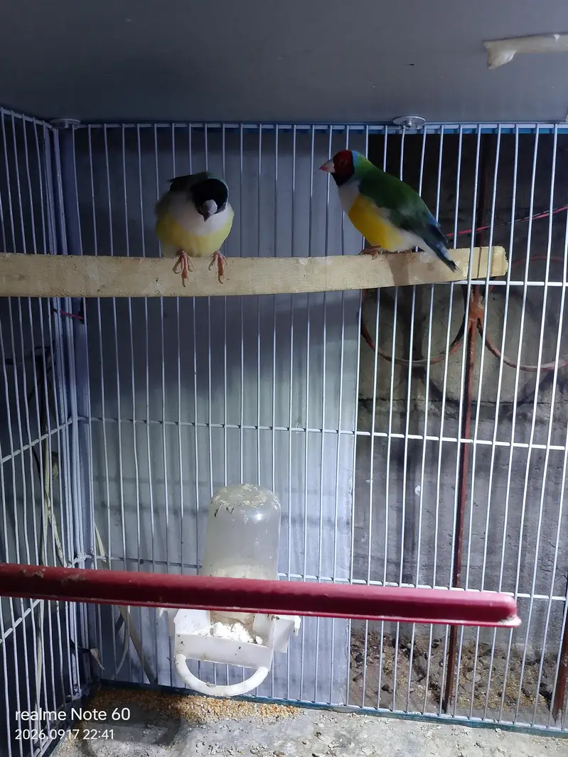 gouldian finch peir — photo 5