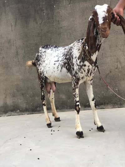 Healthy makhi cheni Goat (bakri) with 2 kids (1 male, 1 female)