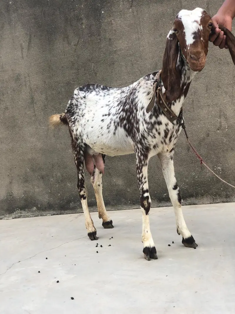 Healthy makhi cheni Goat (bakri) with 2 kids (1 male, 1 female)