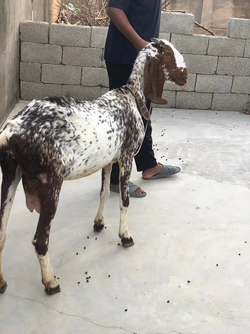 Healthy makhi cheni Goat (bakri) with 2 kids (1 male, 1 female) — photo 2