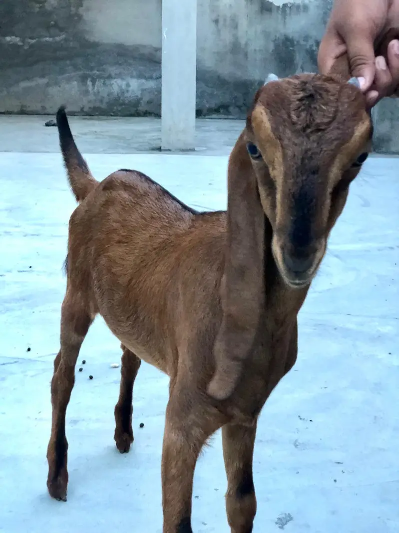 Healthy makhi cheni Goat (bakri) with 2 kids (1 male, 1 female) — photo 3