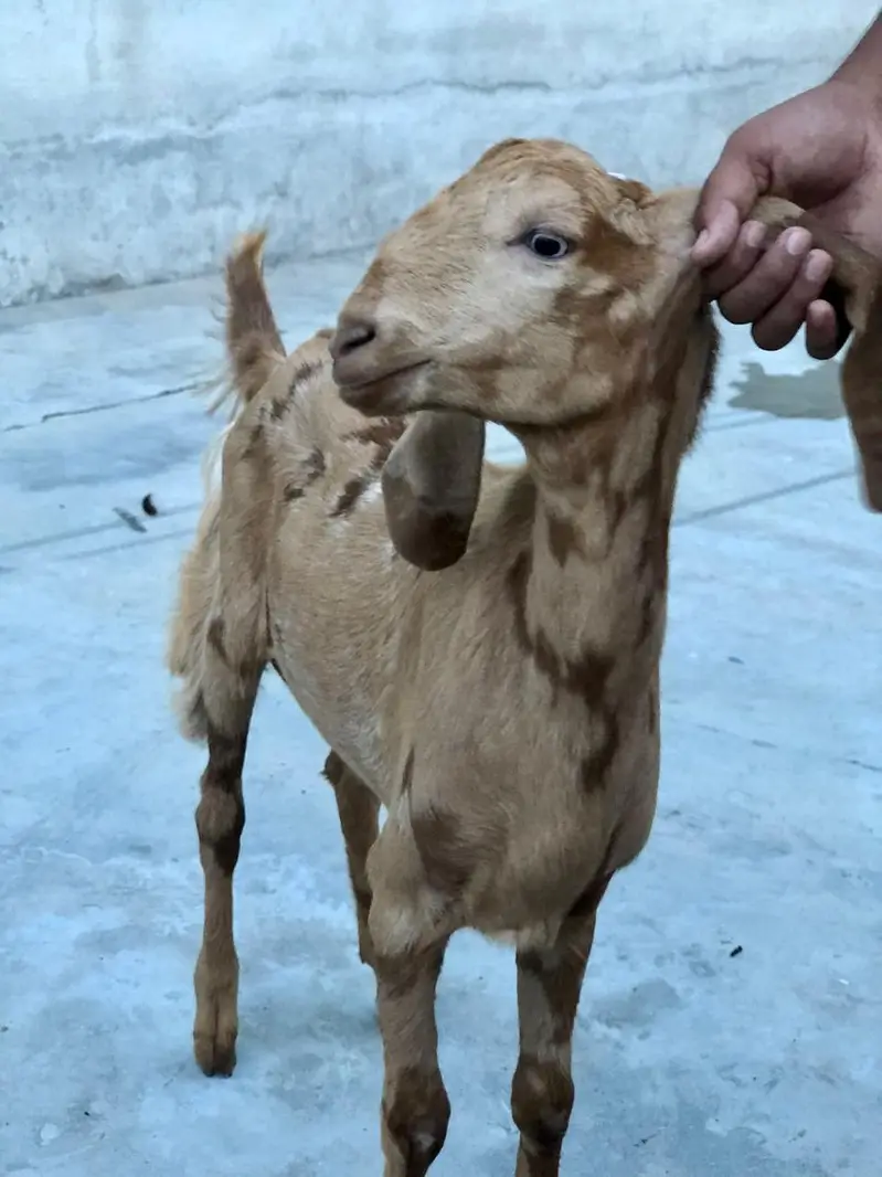 Healthy makhi cheni Goat (bakri) with 2 kids (1 male, 1 female) — photo 4