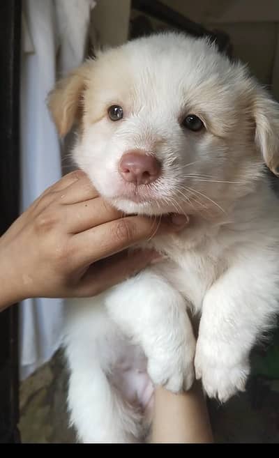 white fluffy puppy for sale -1 month