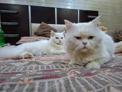 pair for sale