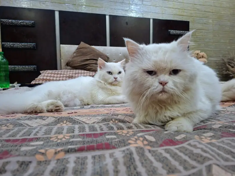 pair for sale