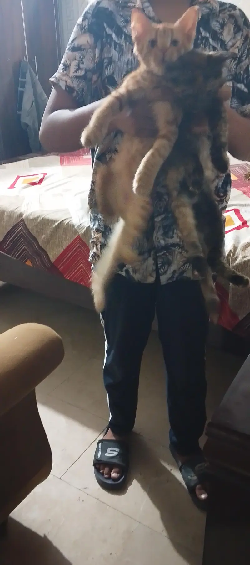 2 persian cats black and brown