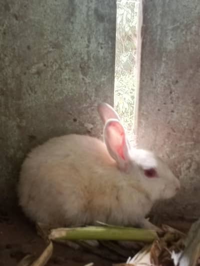 white rabbit red eyes