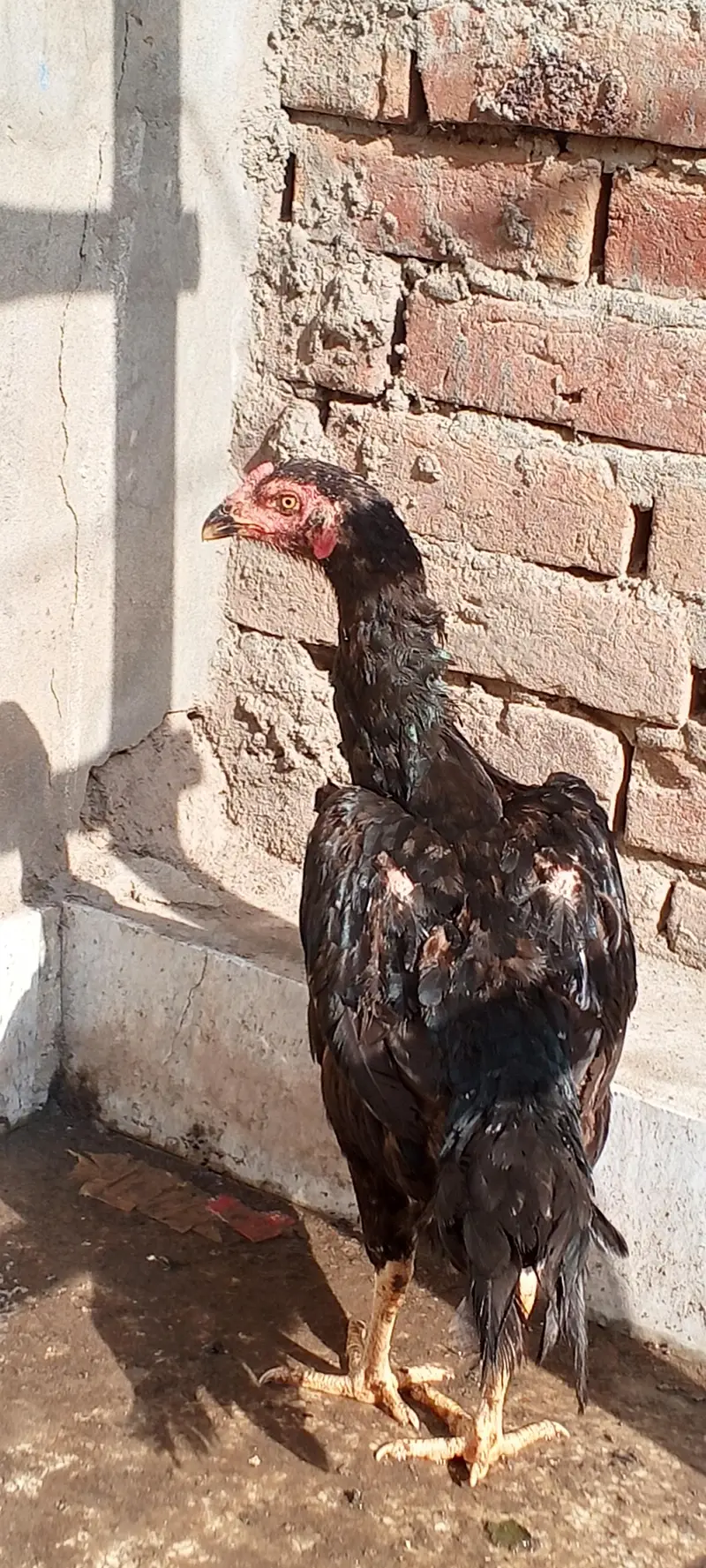Japanese pathi 03294548836 — photo 2