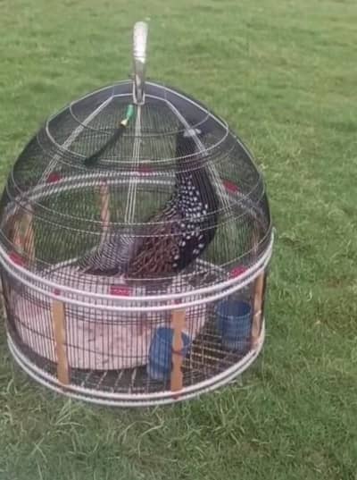 High Quality black teetar for sale
