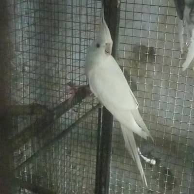 Eno male breeder