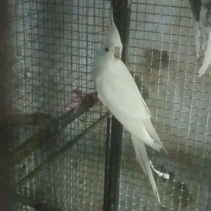 Eno male breeder