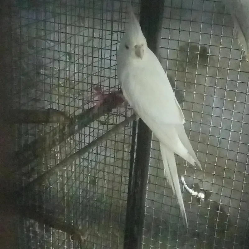 Eno male breeder — photo 2