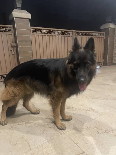 German Shepherd For Breeding (Male)
