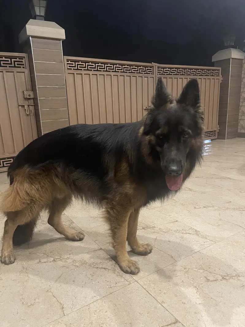 German Shepherd For Breeding (Male)