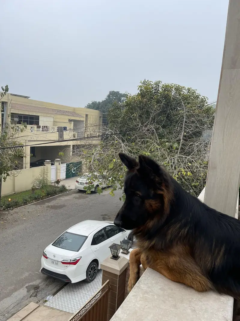 German Shepherd For Breeding (Male) — photo 2