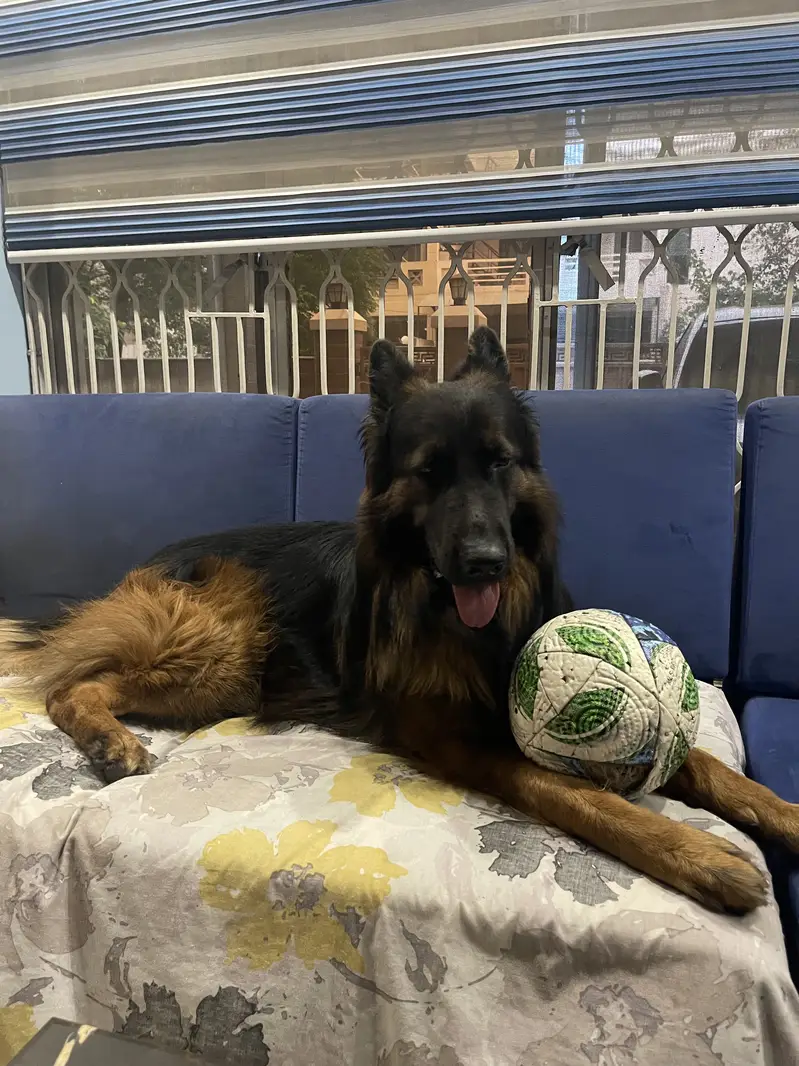 German Shepherd For Breeding (Male) — photo 3