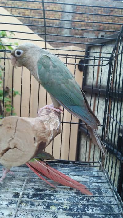 Blue Cinamon Cnoure Male
