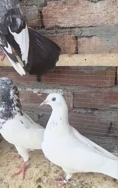 Teddy, Golden and Wehshi