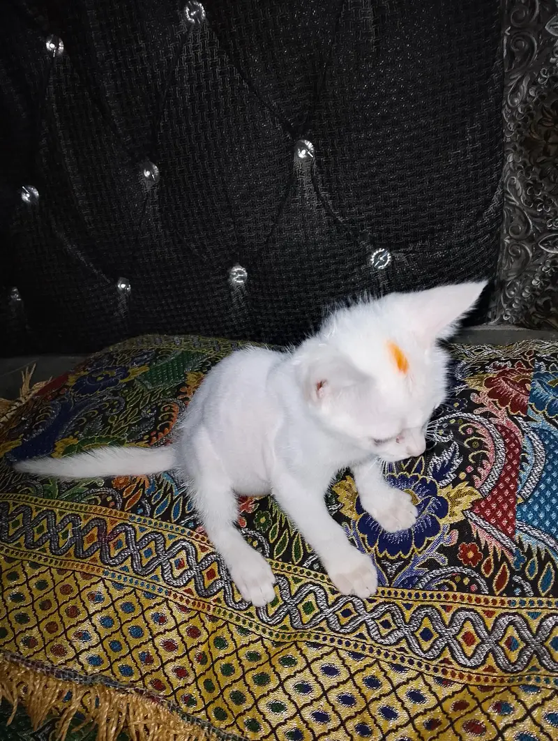 muj atna ni pta ya kn nasal hai GPT chat sai bta Kya hai pick daklo — photo 3