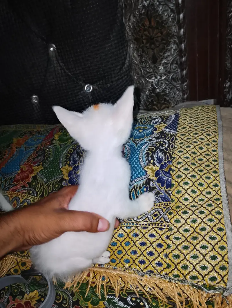 muj atna ni pta ya kn nasal hai GPT chat sai bta Kya hai pick daklo — photo 4
