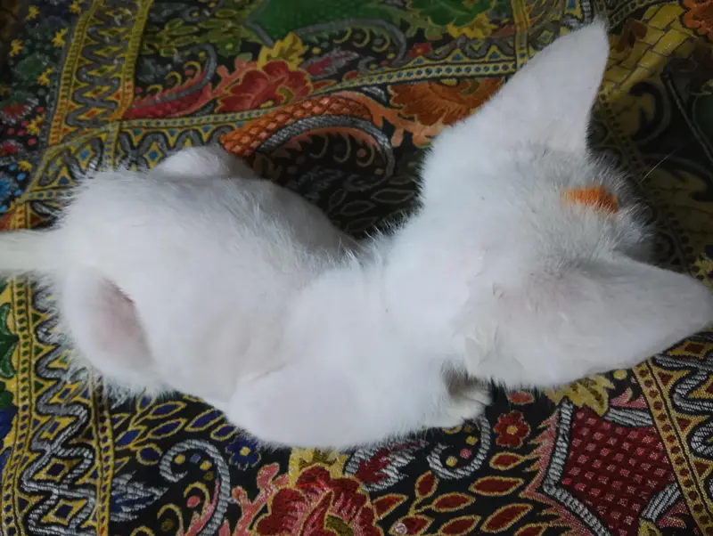 muj atna ni pta ya kn nasal hai GPT chat sai bta Kya hai pick daklo — photo 7