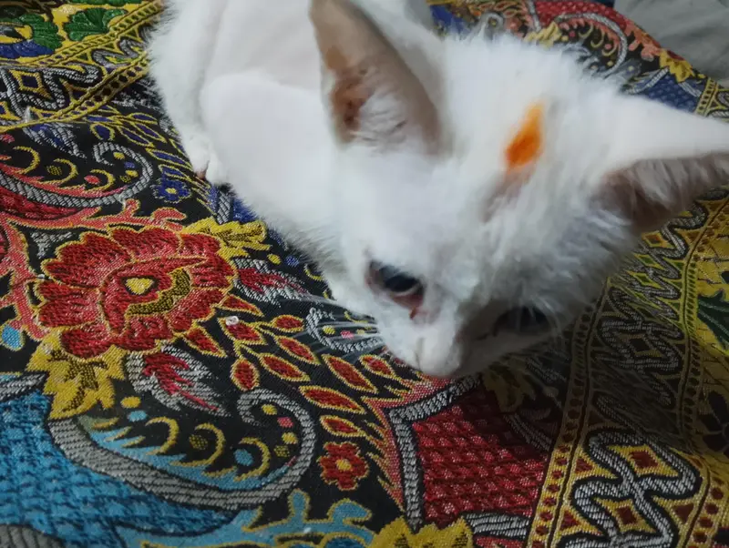 muj atna ni pta ya kn nasal hai GPT chat sai bta Kya hai pick daklo — photo 9
