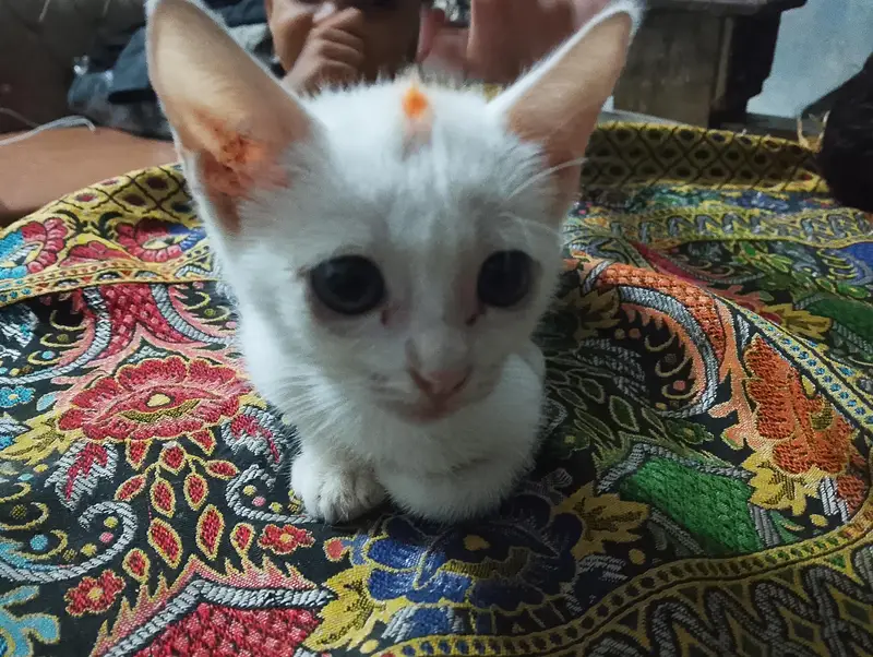 muj atna ni pta ya kn nasal hai GPT chat sai bta Kya hai pick daklo — photo 10