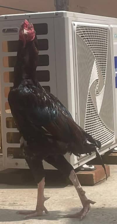 health active male confirm breeder  dead final rate h03475981324