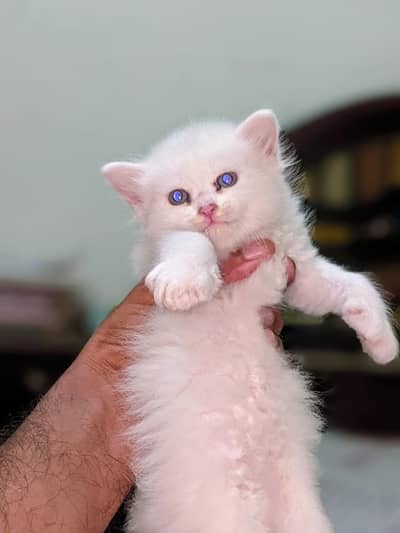 Persian cat 2 pairs