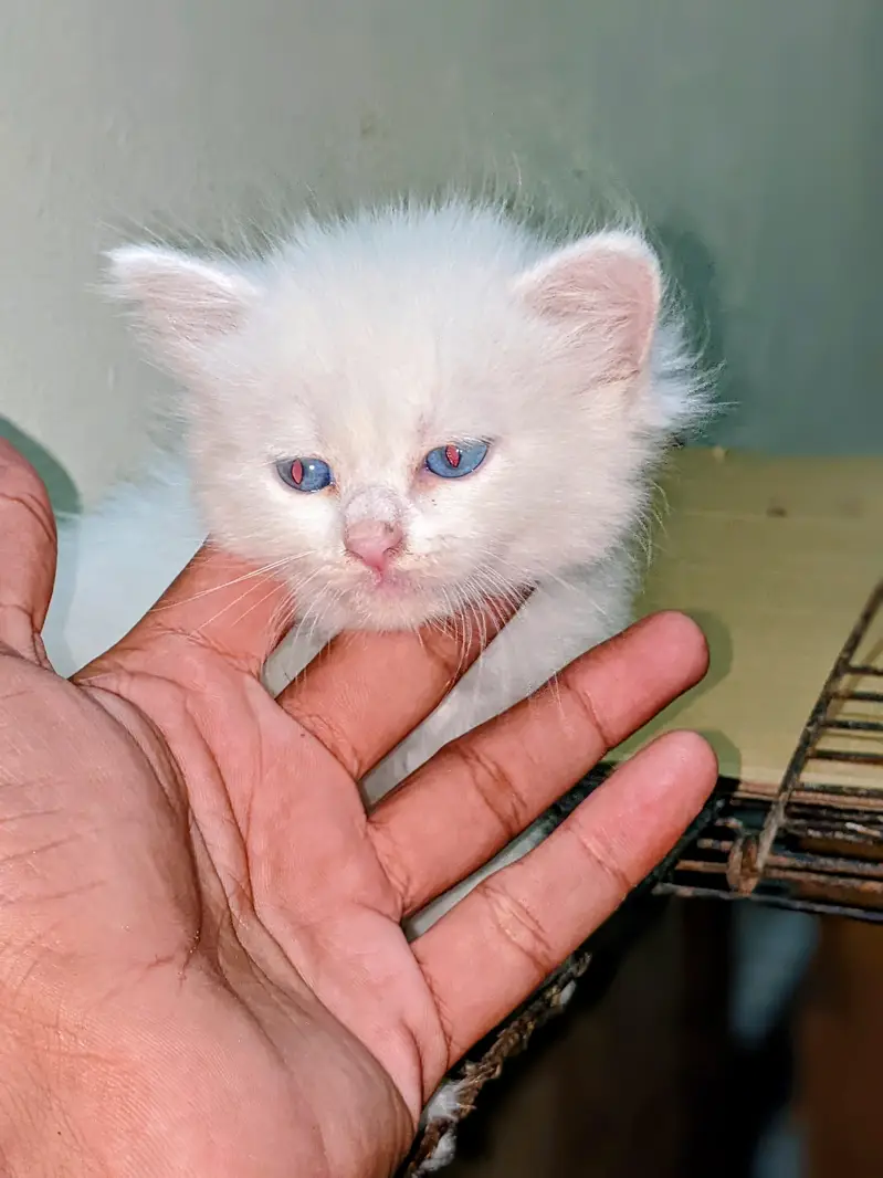 Persian cat 2 pairs — photo 2