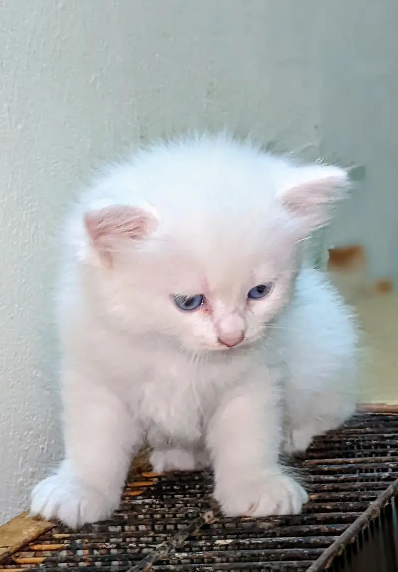 Persian cat 2 pairs — photo 3