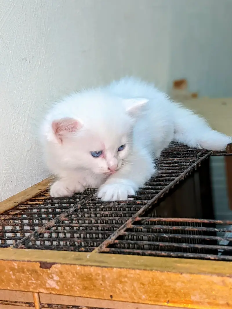 Persian cat 2 pairs — photo 4