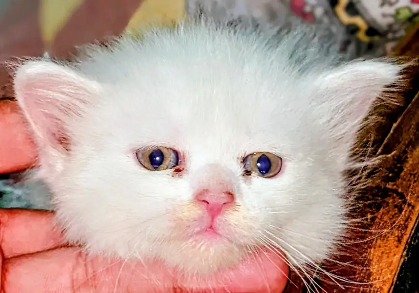 Persian cat 2 pairs — photo 5