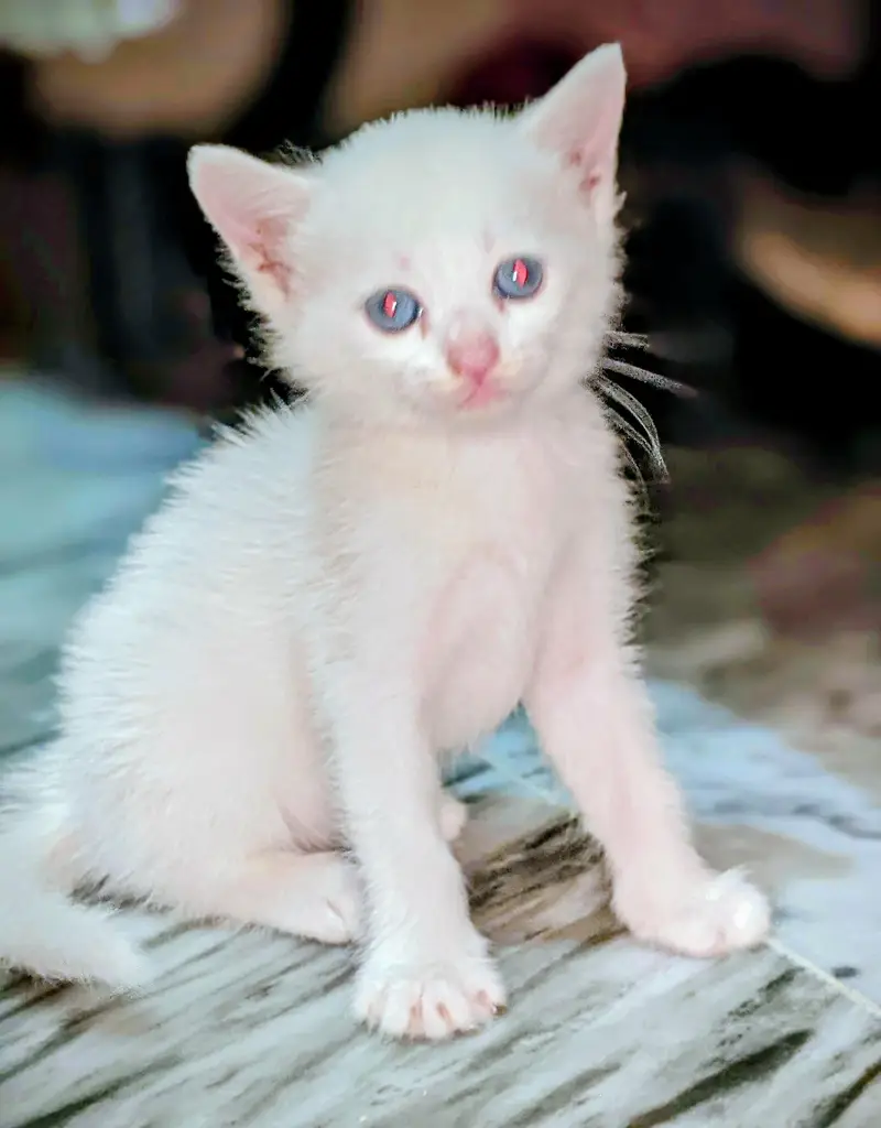 Persian cat 2 pairs — photo 6