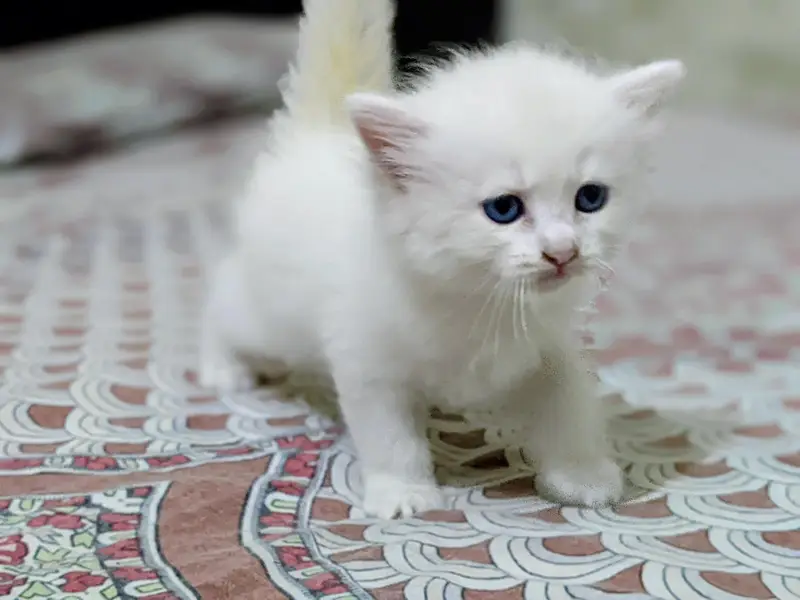 Persian cat 2 pairs — photo 7
