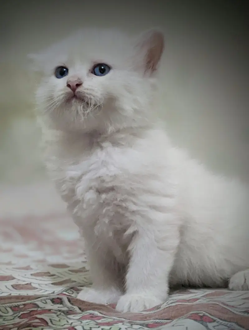 Persian cat 2 pairs — photo 8