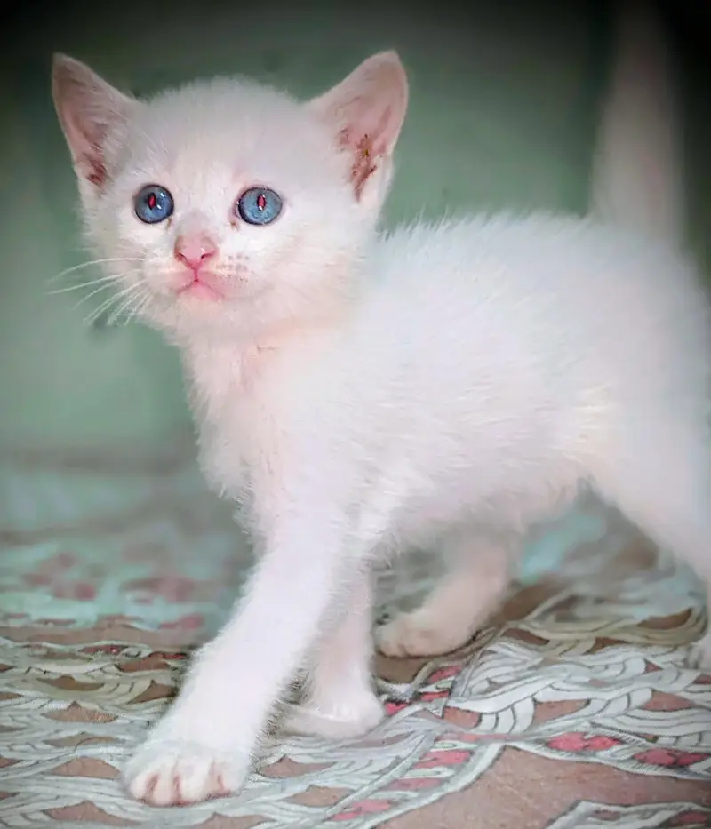 Persian cat 2 pairs — photo 9