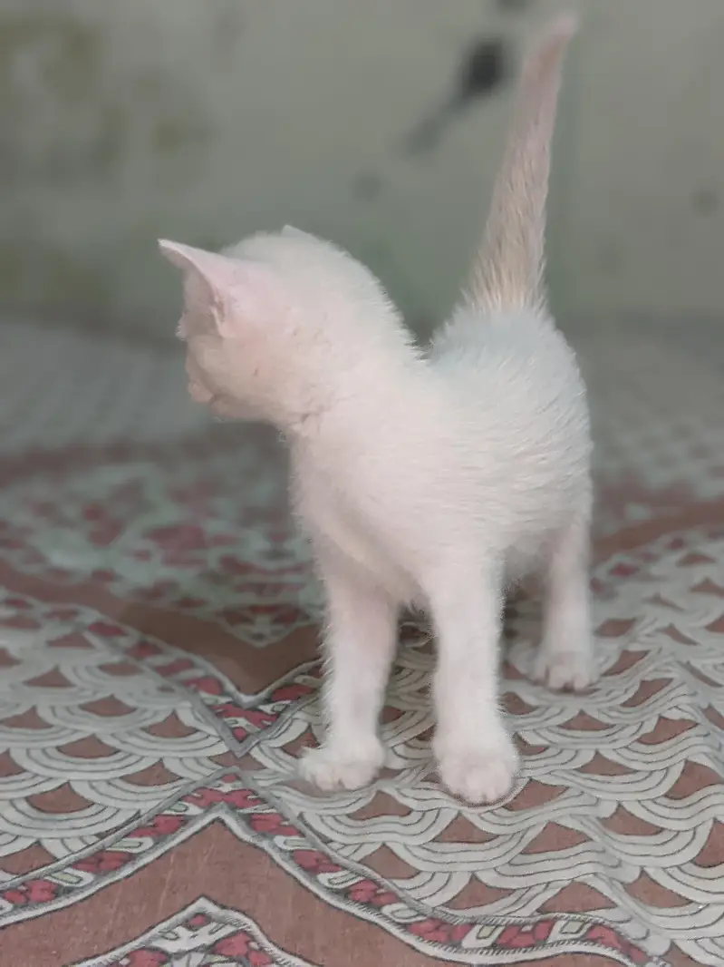 Persian cat 2 pairs — photo 10