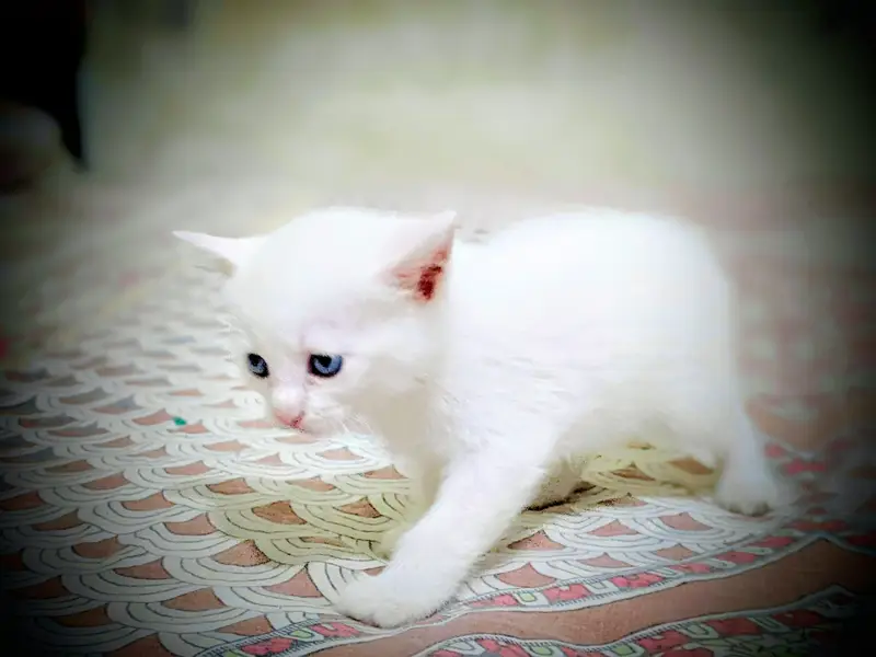 Persian cat 2 pairs — photo 11